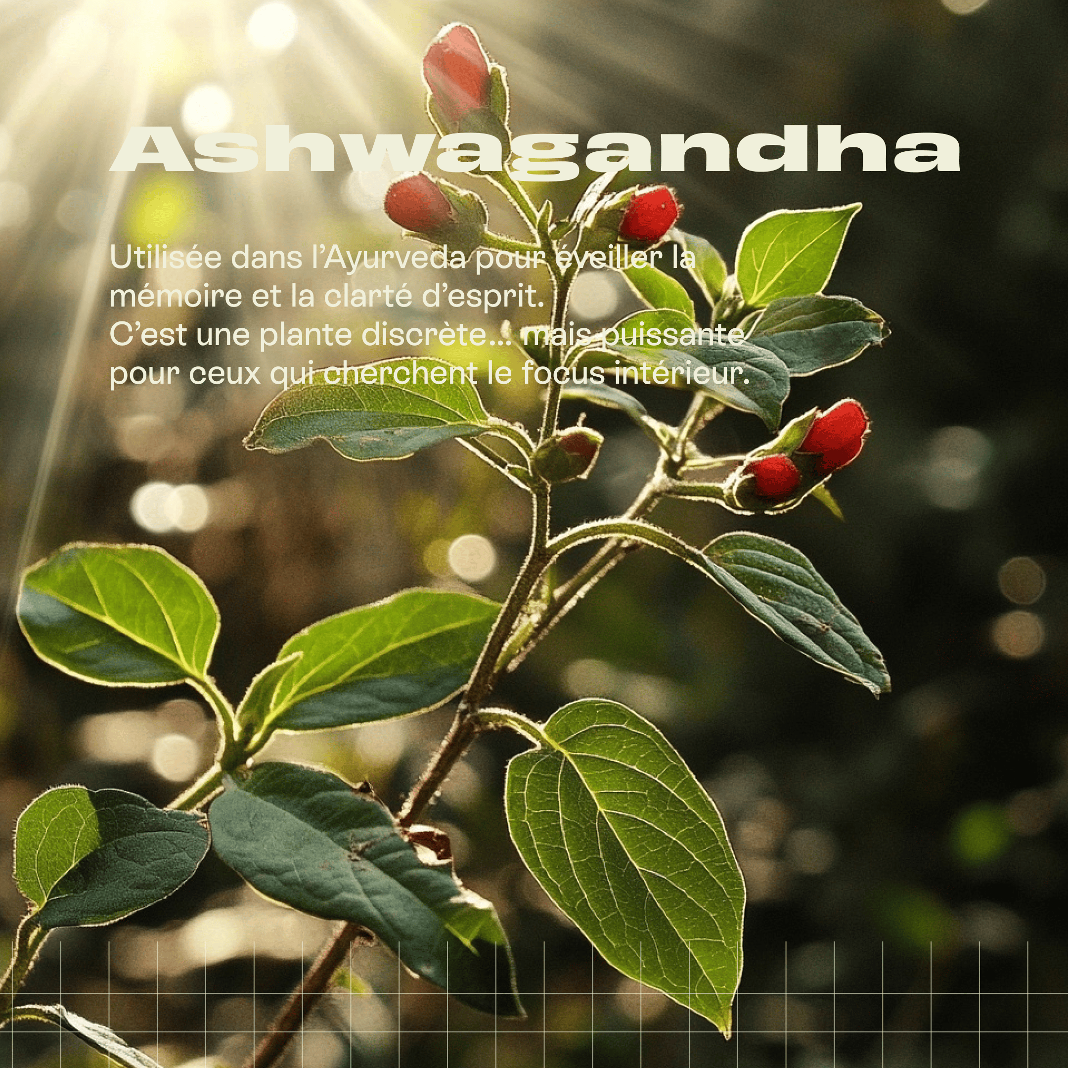 Force V Cure Vitalité by Livlab featuring Ashwagandha powder in a clear container with a green label.