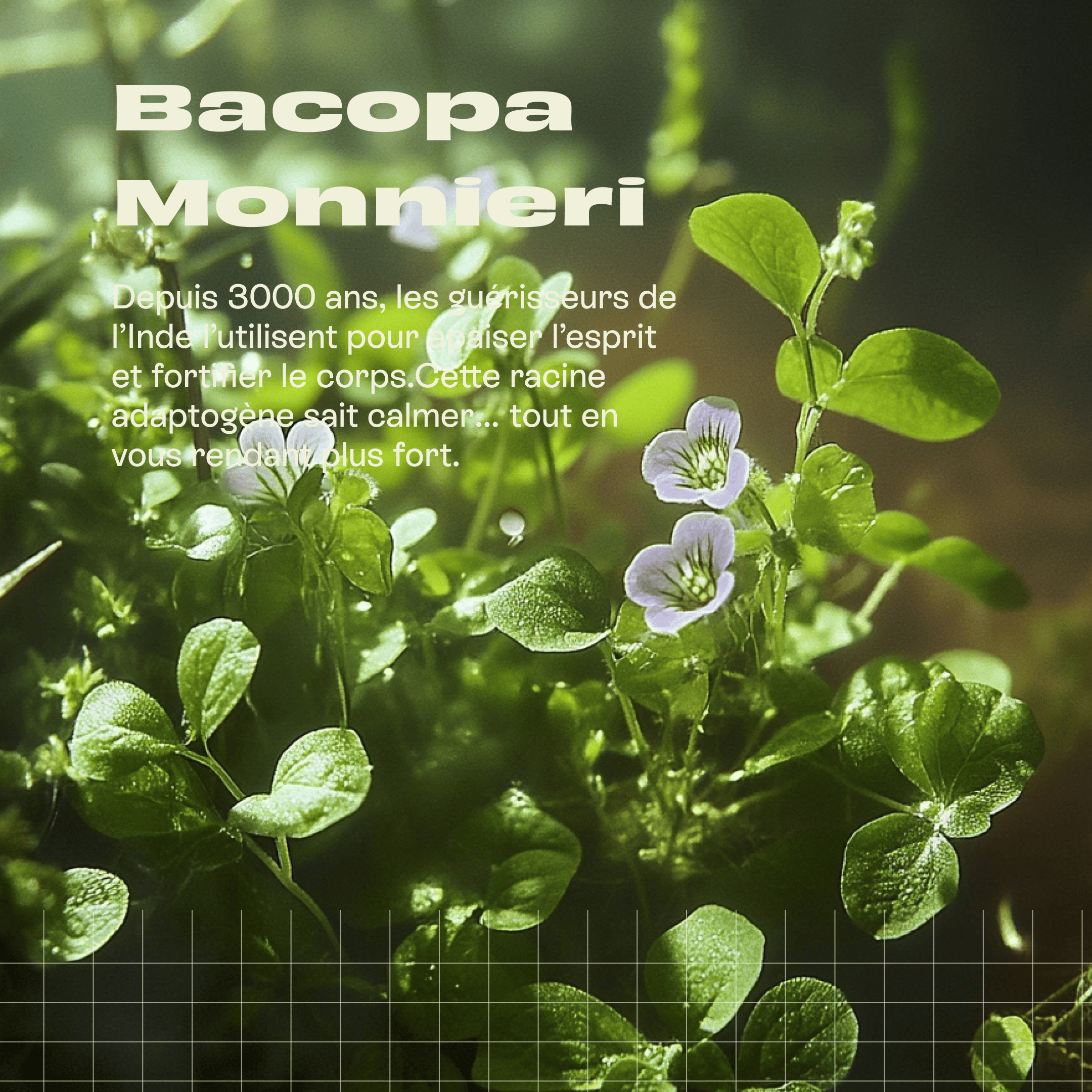 Dried Bacopa Monnieri leaves in a 100g package by Livlab, showcasing the herb&