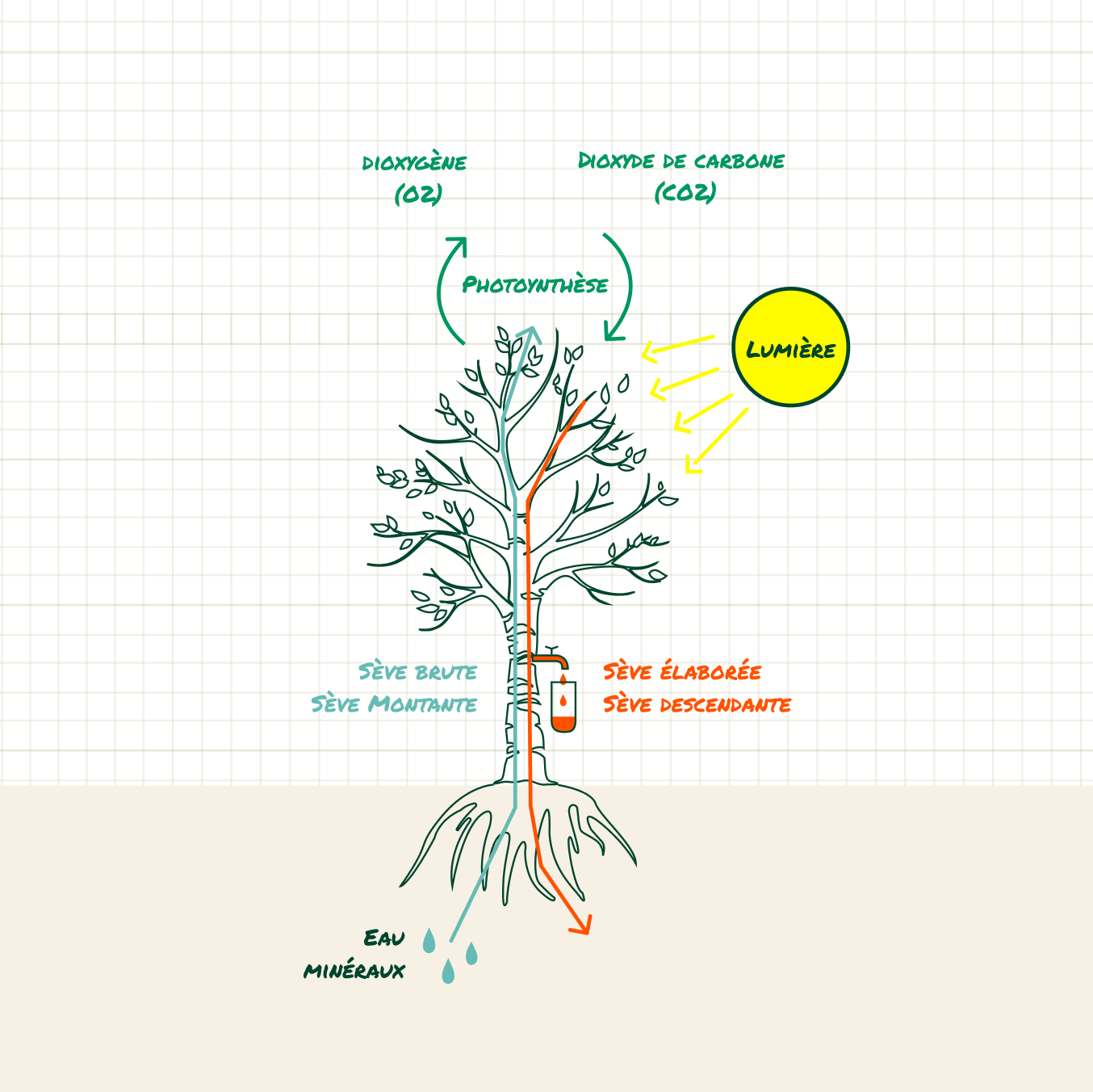 LIVLAB 1.5 L Sève de bouleau fermentée in a clear bottle with a label featuring natural ingredients.