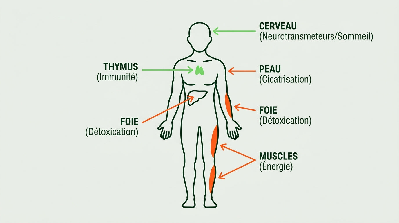 Zinc & Immunité : Santé, Sommeil et Stress