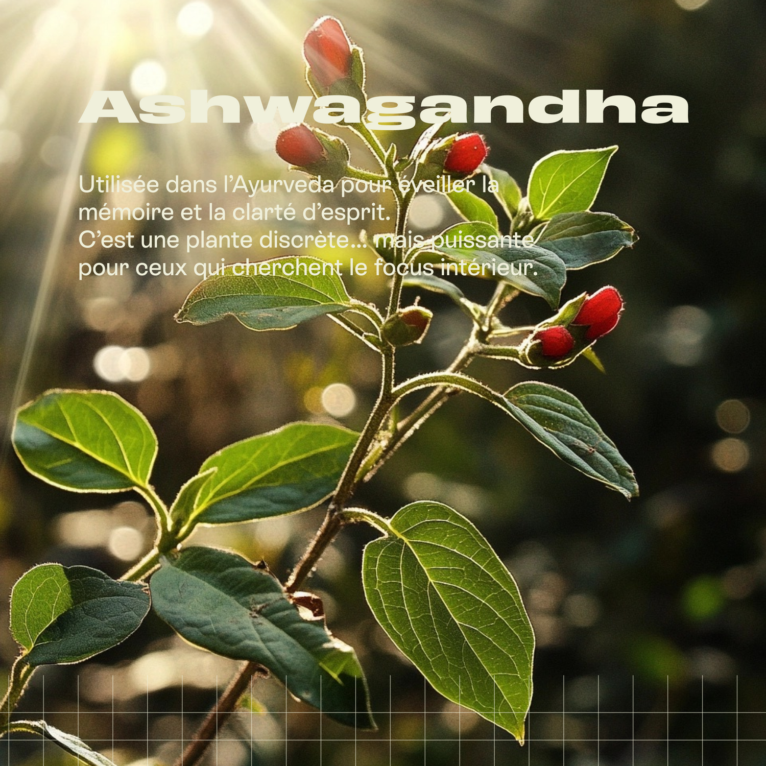 Force V - Cure vitalité