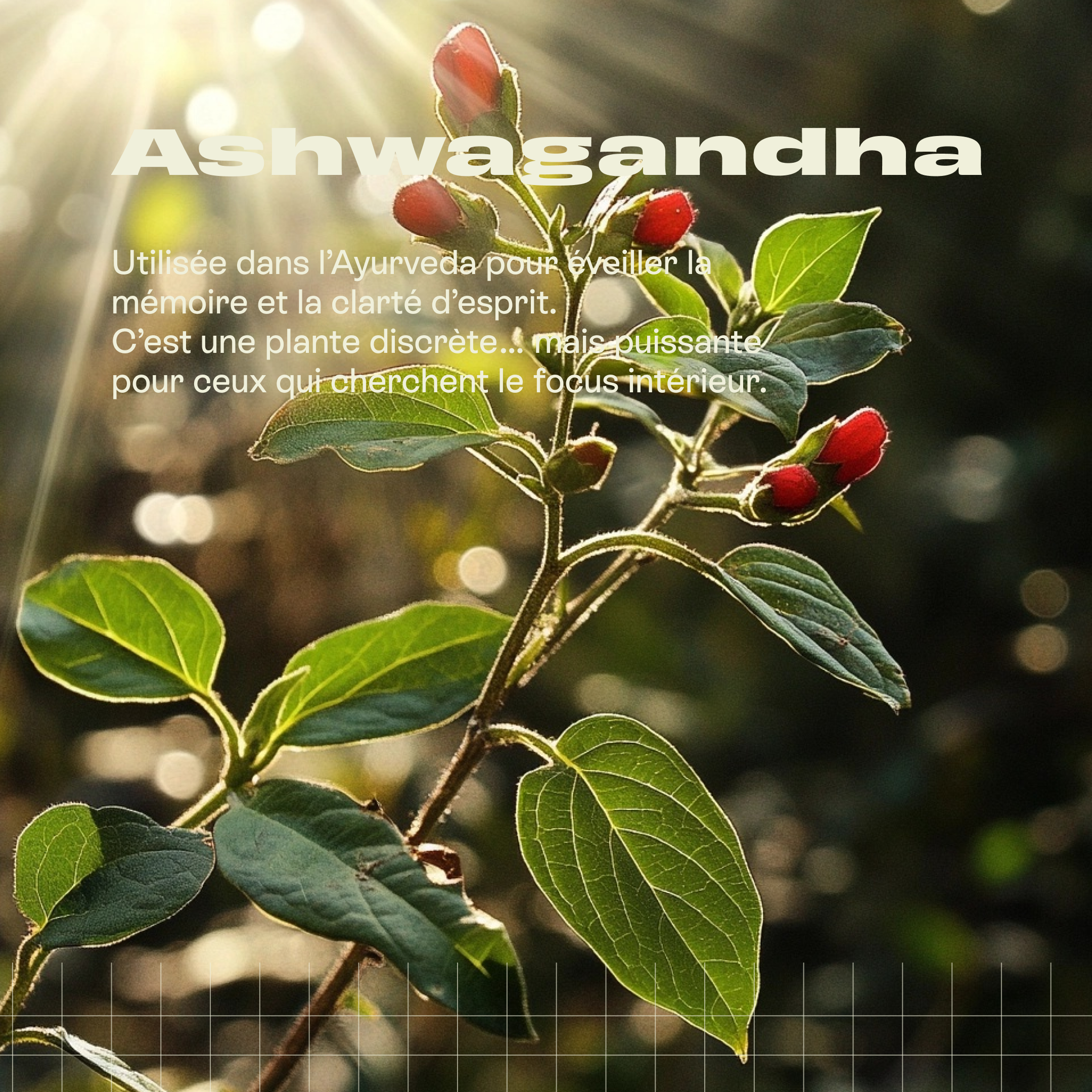 Force V - Cure vitalité