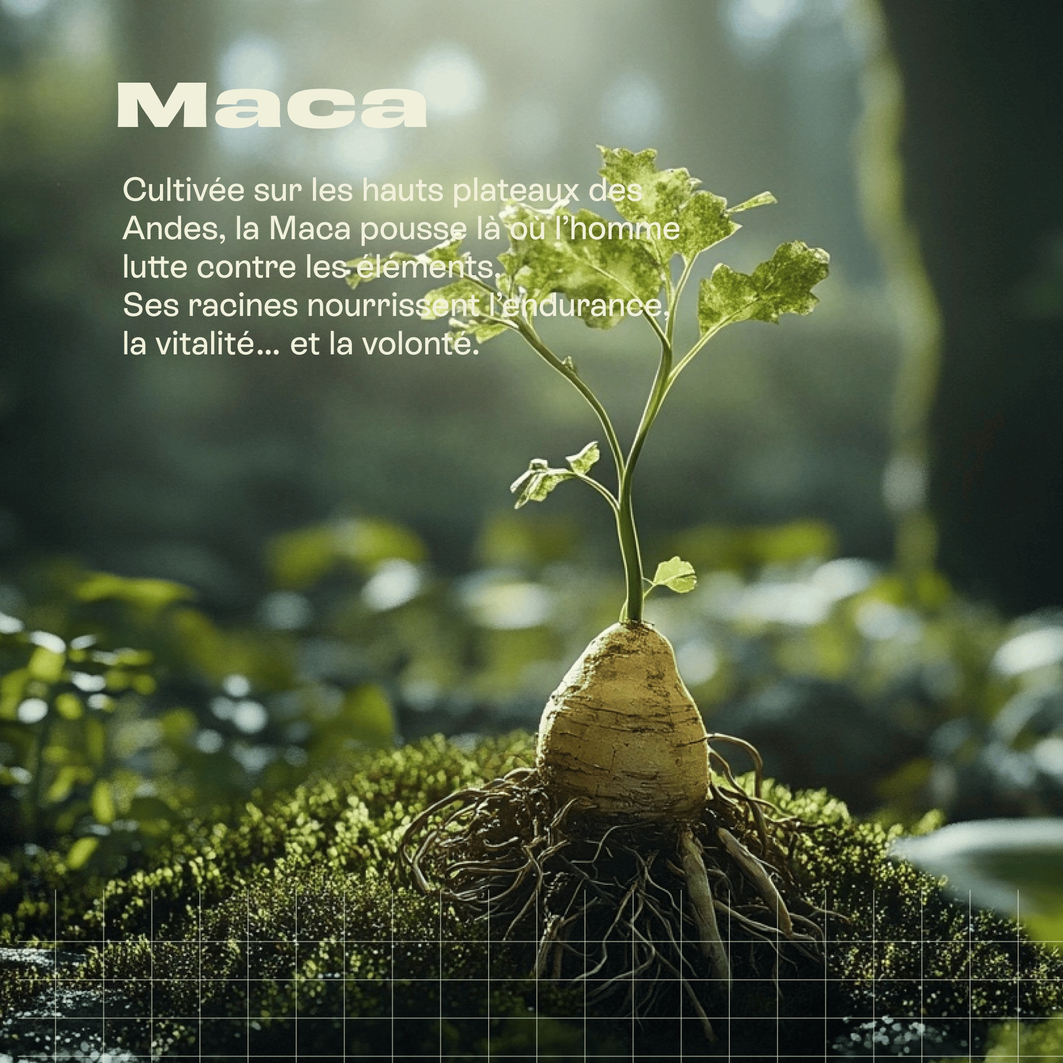 Maca Bio powder in a 200g package by Livlab, showcasing the product&