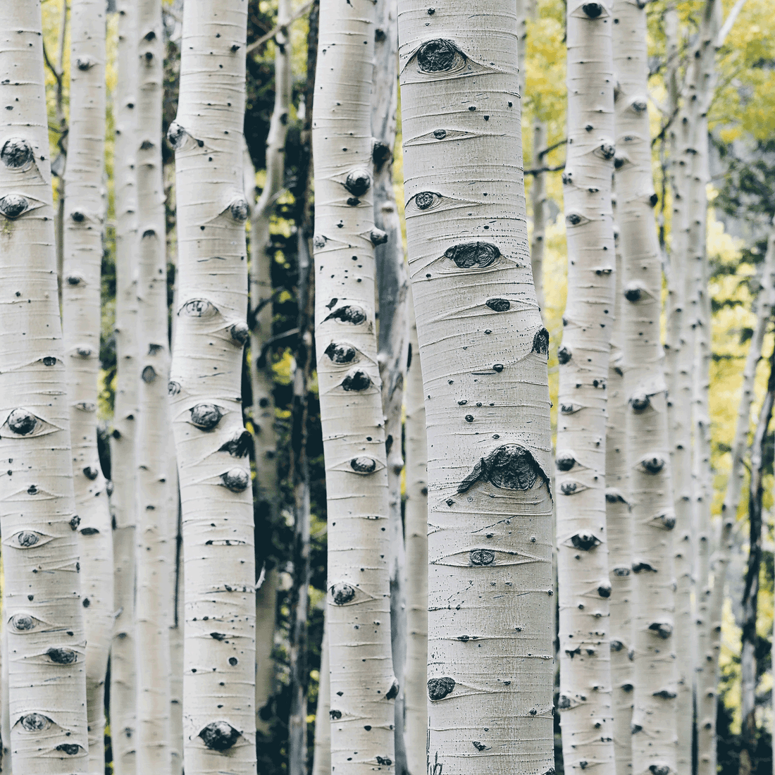 Seiva de bétula fermentada – 1.5 L