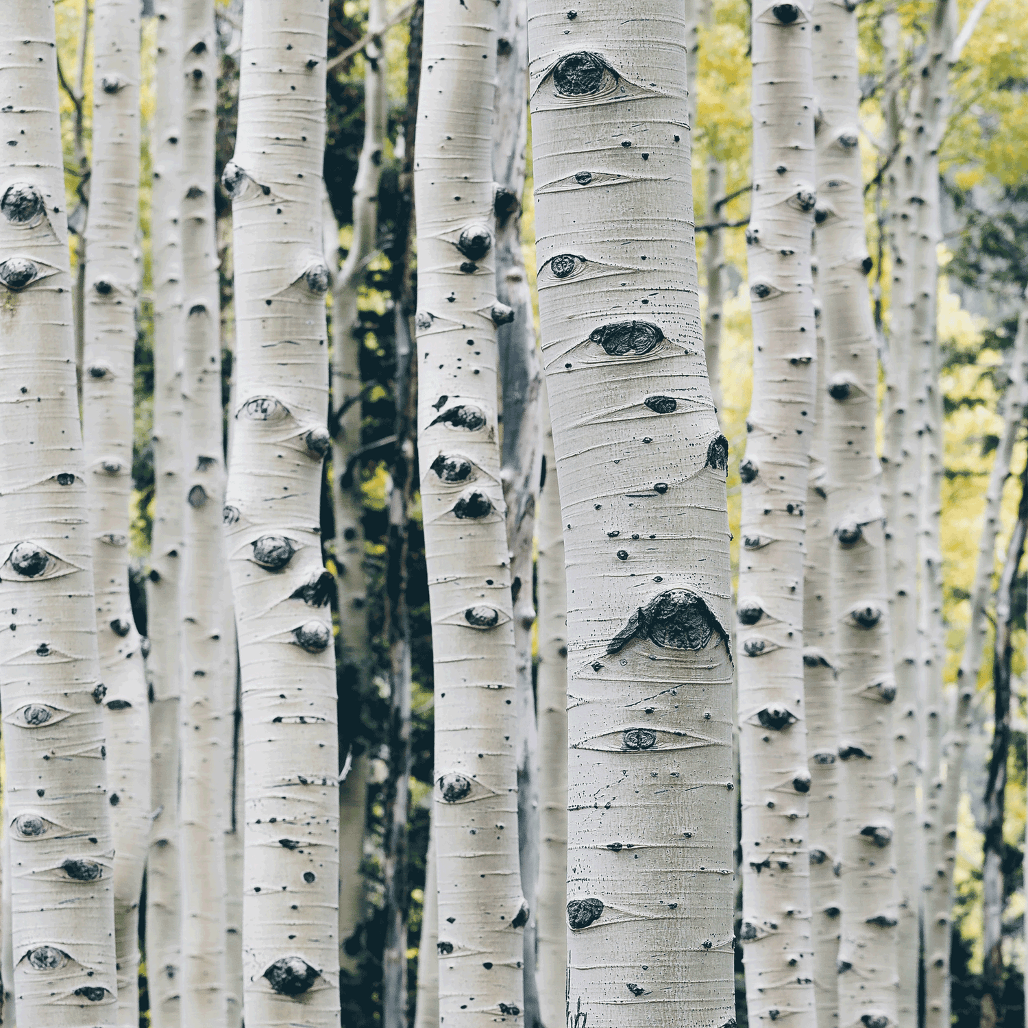 Sève de bouleau fermentée – 1.5 L