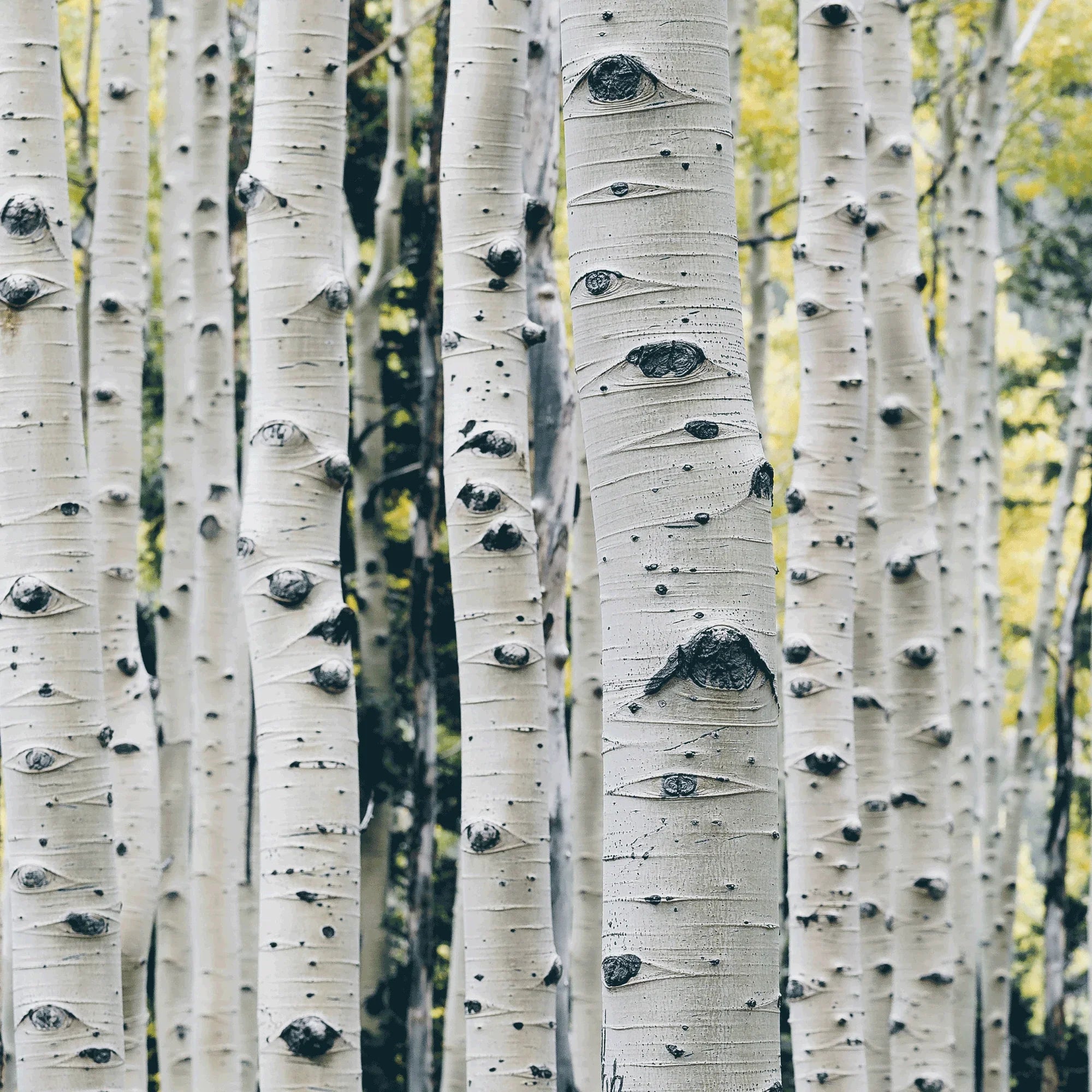 Close-up of birch tree trunks in a peaceful forest setting with soft sunlight