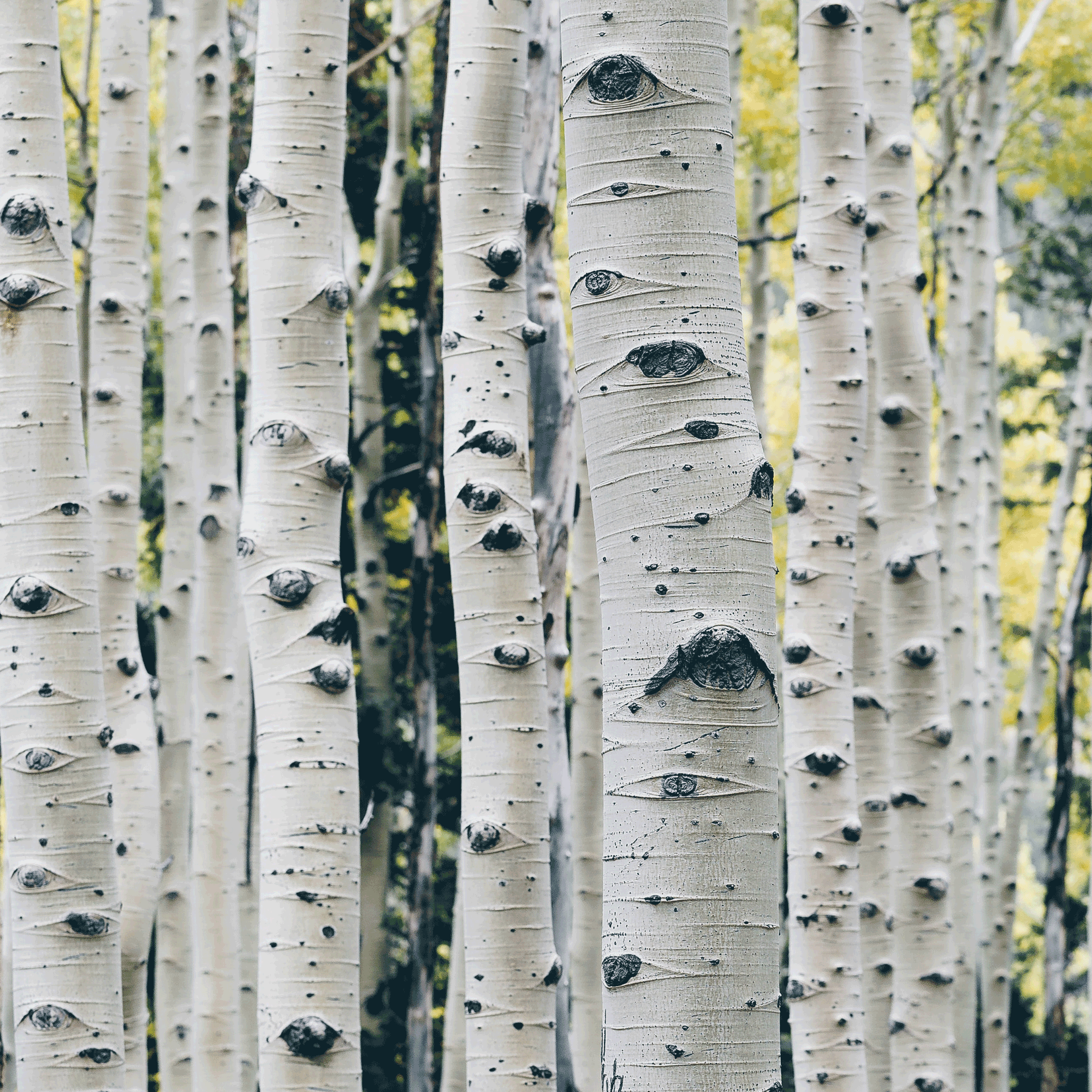 Sève de bouleau fermentée – 1.5 L