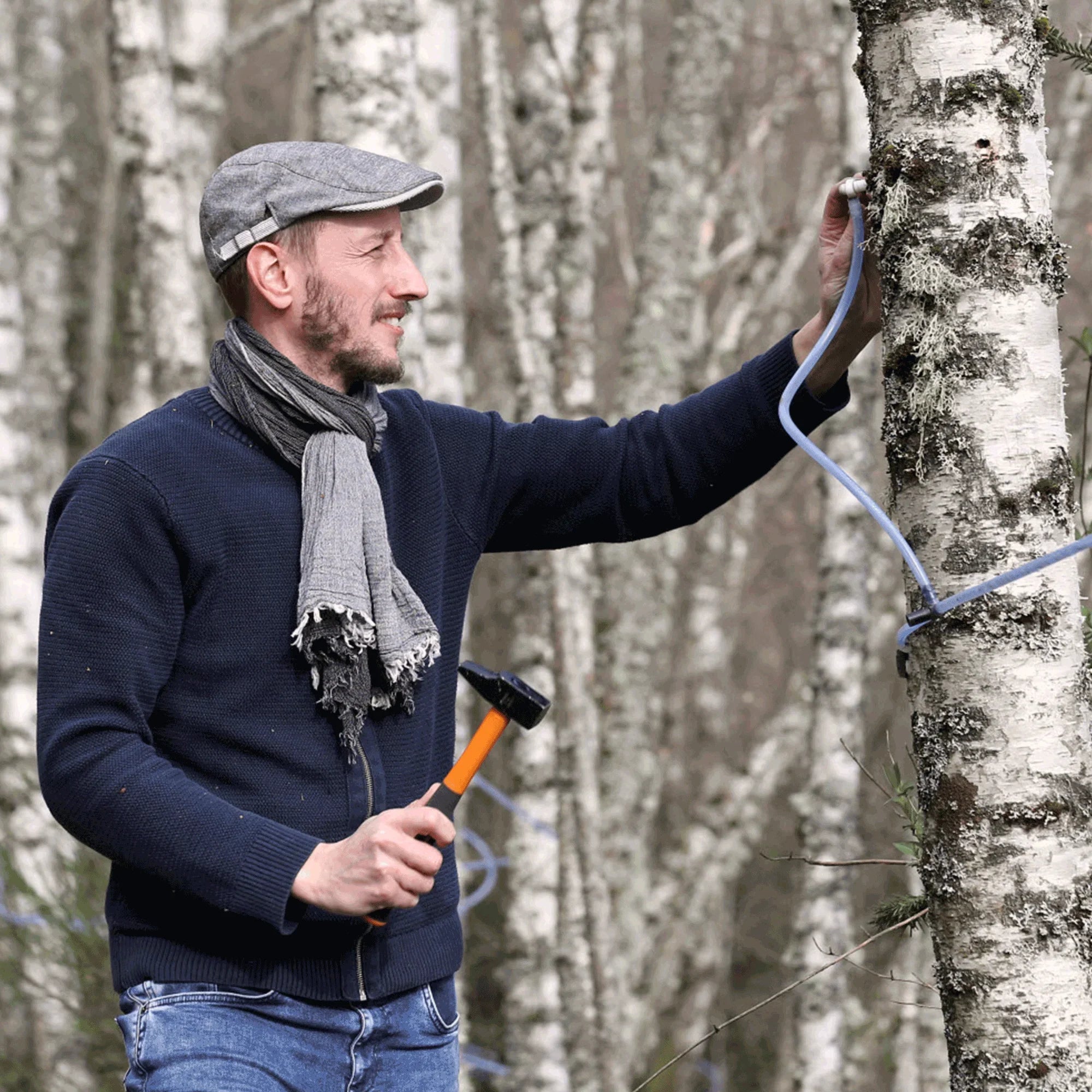 Man harvesting birch sap in a forest, using tube and hammer, sustainable sap collection