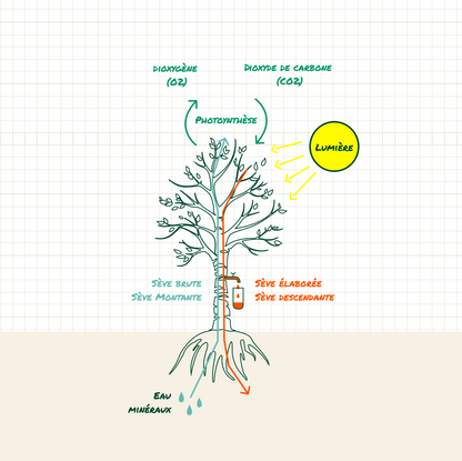 Sève de bouleau fermentée – 1.5 L